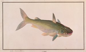 Pesce Gatto Soldato, da Disegni di Pesci di Malacca, c.1805-18